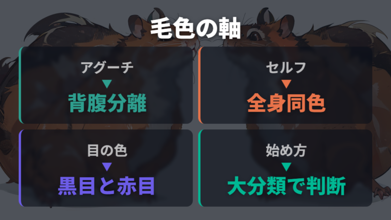 代表的な毛色の種類をアグーチ系とセルフ系で見る
