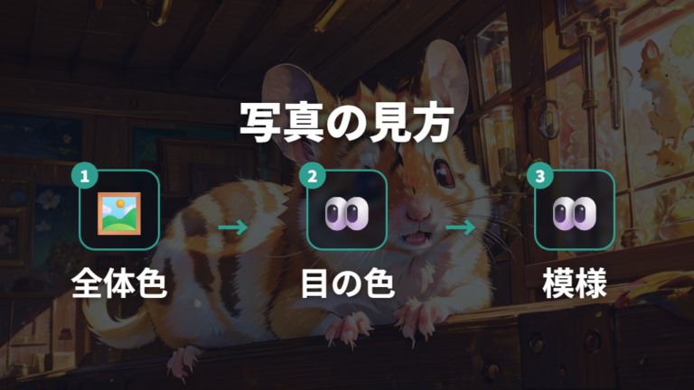 写真で見る色の違いは目と模様に注目する