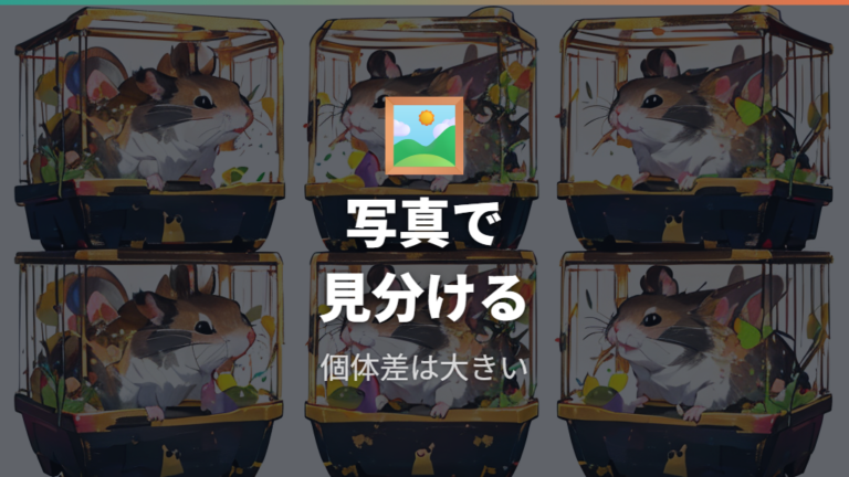 写真で見る白黒ハムスターの特徴は個体差が大きい