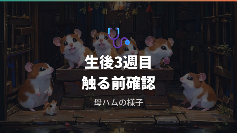 赤ちゃんを触る前に生後3週間と母ハムの様子を確認する