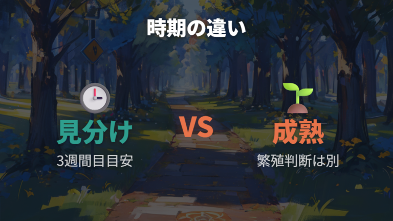 性別がわかる時期の目安と性成熟は別に考える