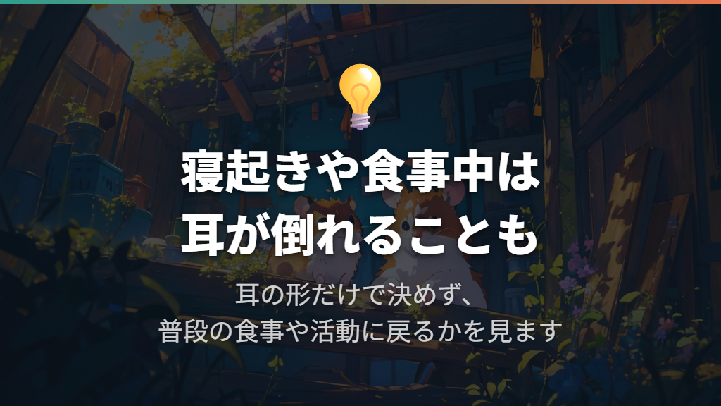 寝ているとき・寝起きは耳が倒れることがある