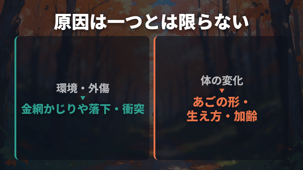 金網かじりや外傷、加齢などがかみ合わせを崩す原因に