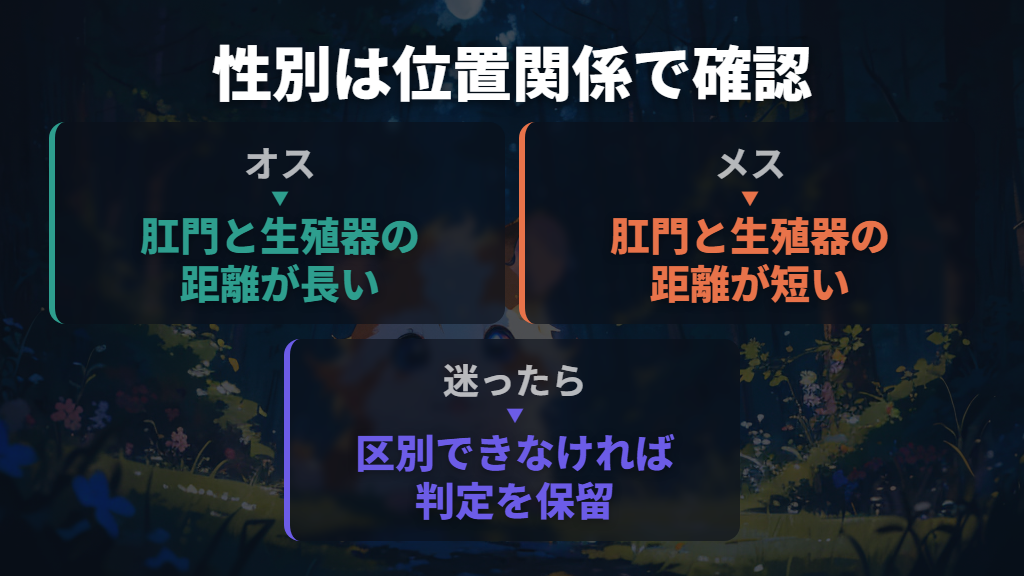 基本は肛門と生殖器の距離|オスは遠く、メスは近い