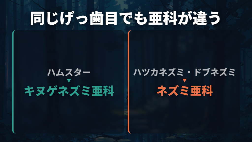 ハムスターはねずみの仲間?同じげっ歯類でも分類が違う