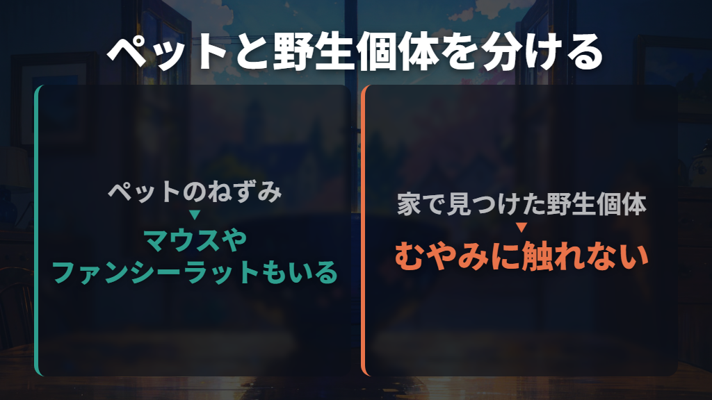 ねずみはすべて害獣?ペットのマウス・ラットと野生個体を分ける